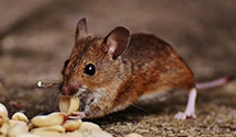 24 Hour & Emergency Exterminators in Treetops, MI